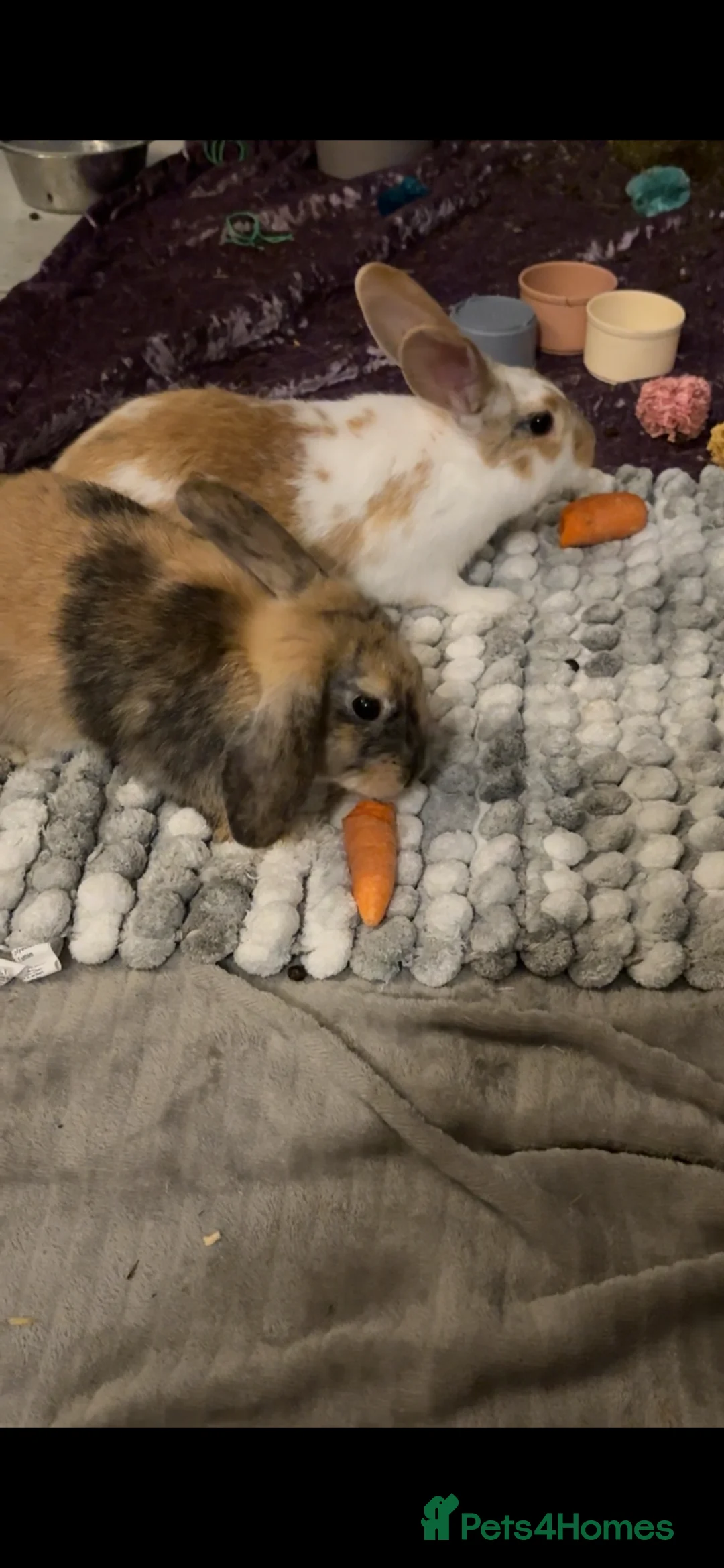 Mixed Breed rabbits for sale: Two beautiful brothers 💙 in Morecambe - Advert 7