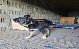 Mixed Breed dogs for adoption: A poor, gentle 3 legged boy needs a Loving Home - Image 9