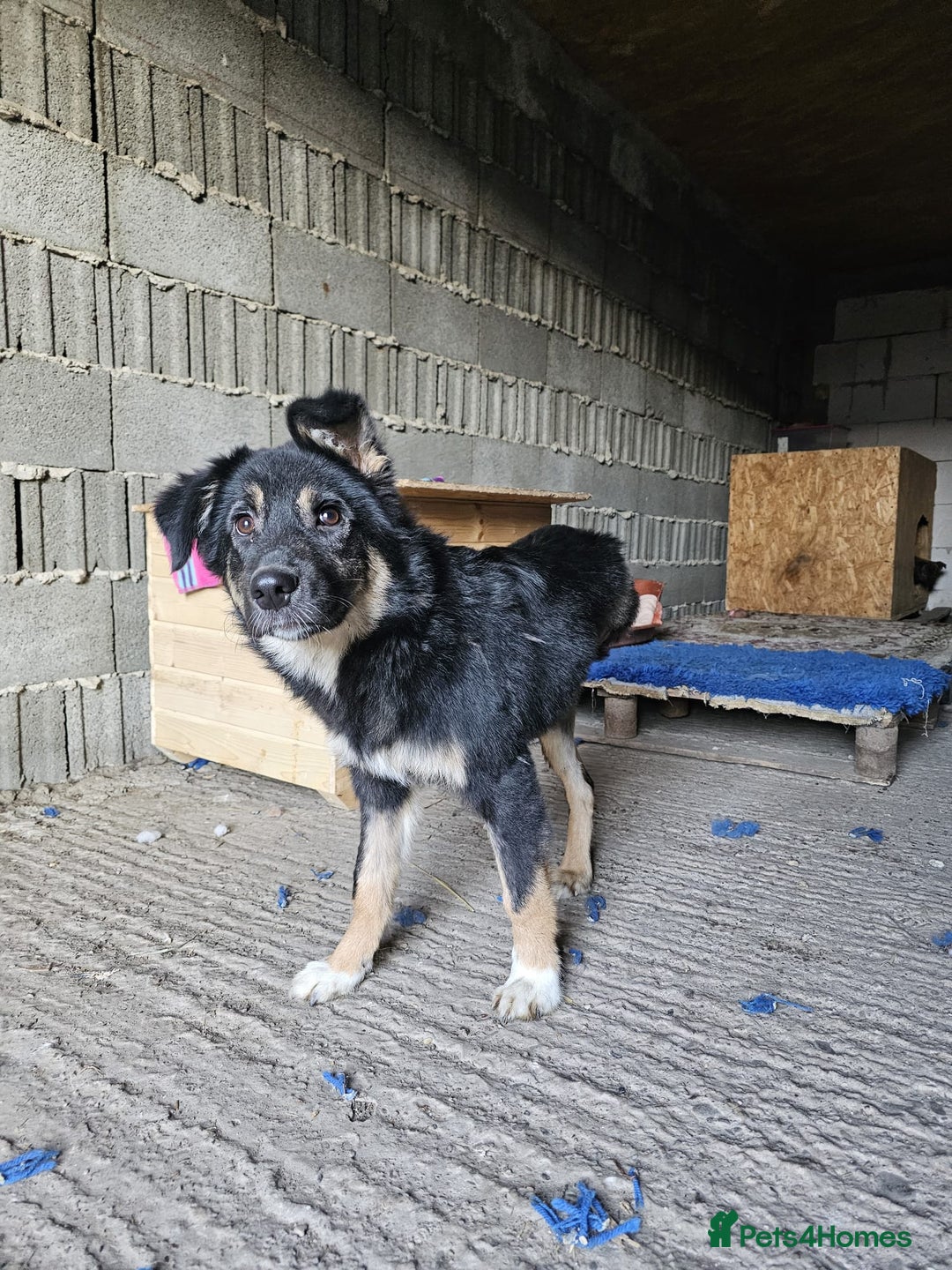 Mixed Breed dogs for adoption: A poor, gentle 3 legged boy needs a Loving Home - Image 9