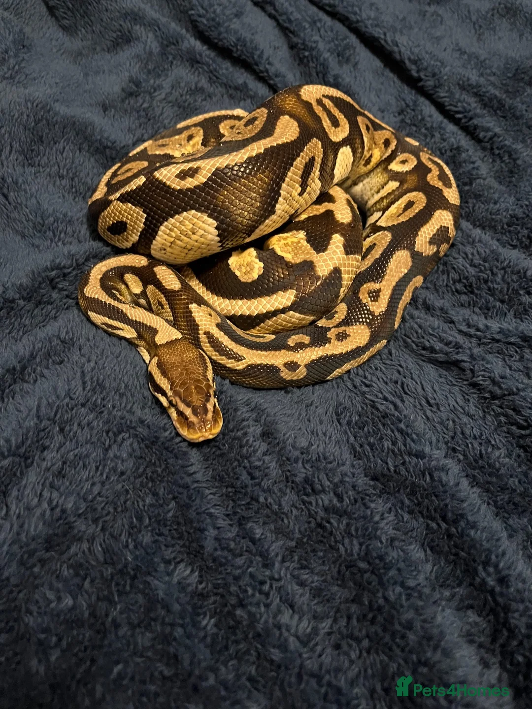 Python Snake reptiles for sale: Royal (Ball) Python  in Redditch - Advert 1