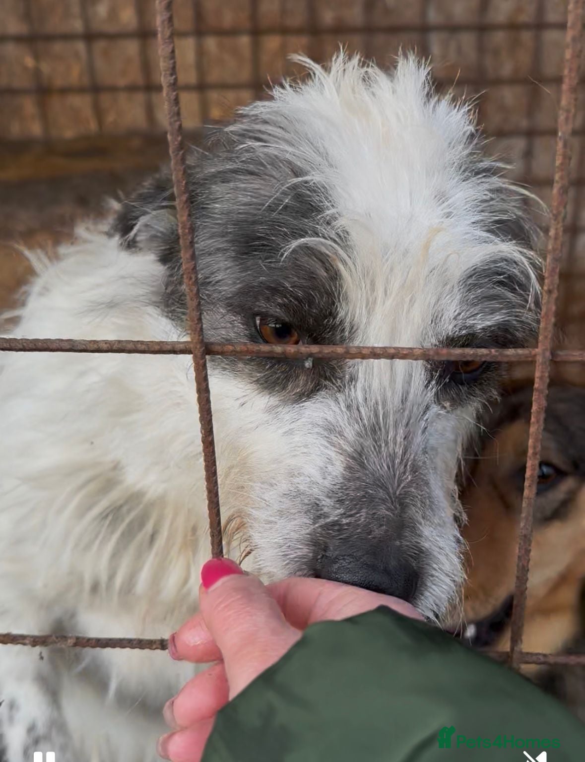 Mixed Breed dogs 🐾MIRA🐾, a beautiful young girl for a Loving Home - Advert 1