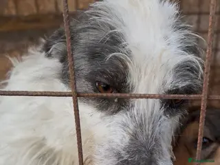 Mixed Breed dogs 🐾MIRA🐾, a beautiful young girl for a Loving Home - Advert 1