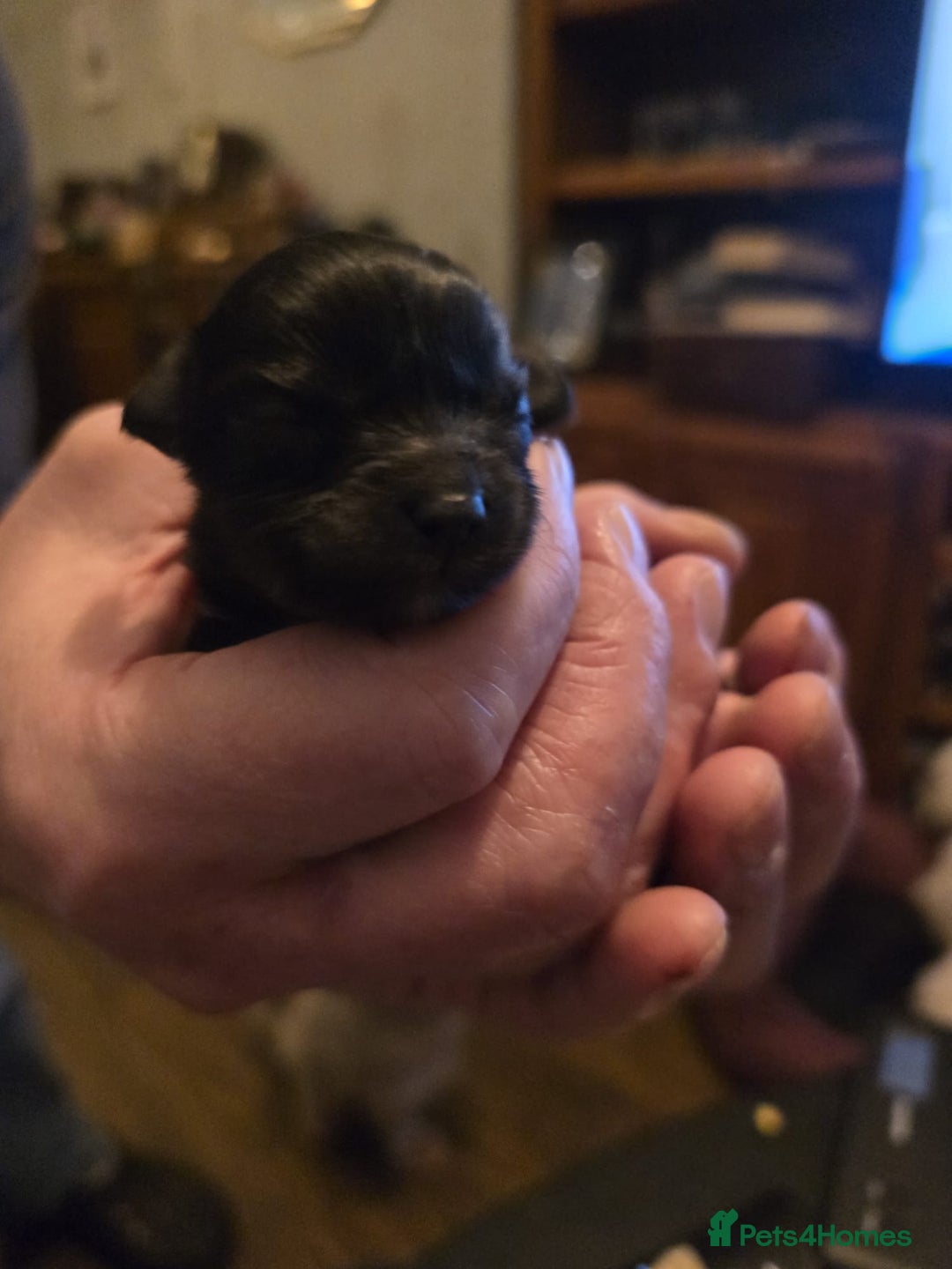 Mixed Breed dogs for sale: Cute Female Puppy - Image 4