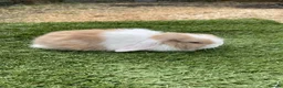 Continental Giant rabbits for sale: Purebred mini lops - Advert 2
