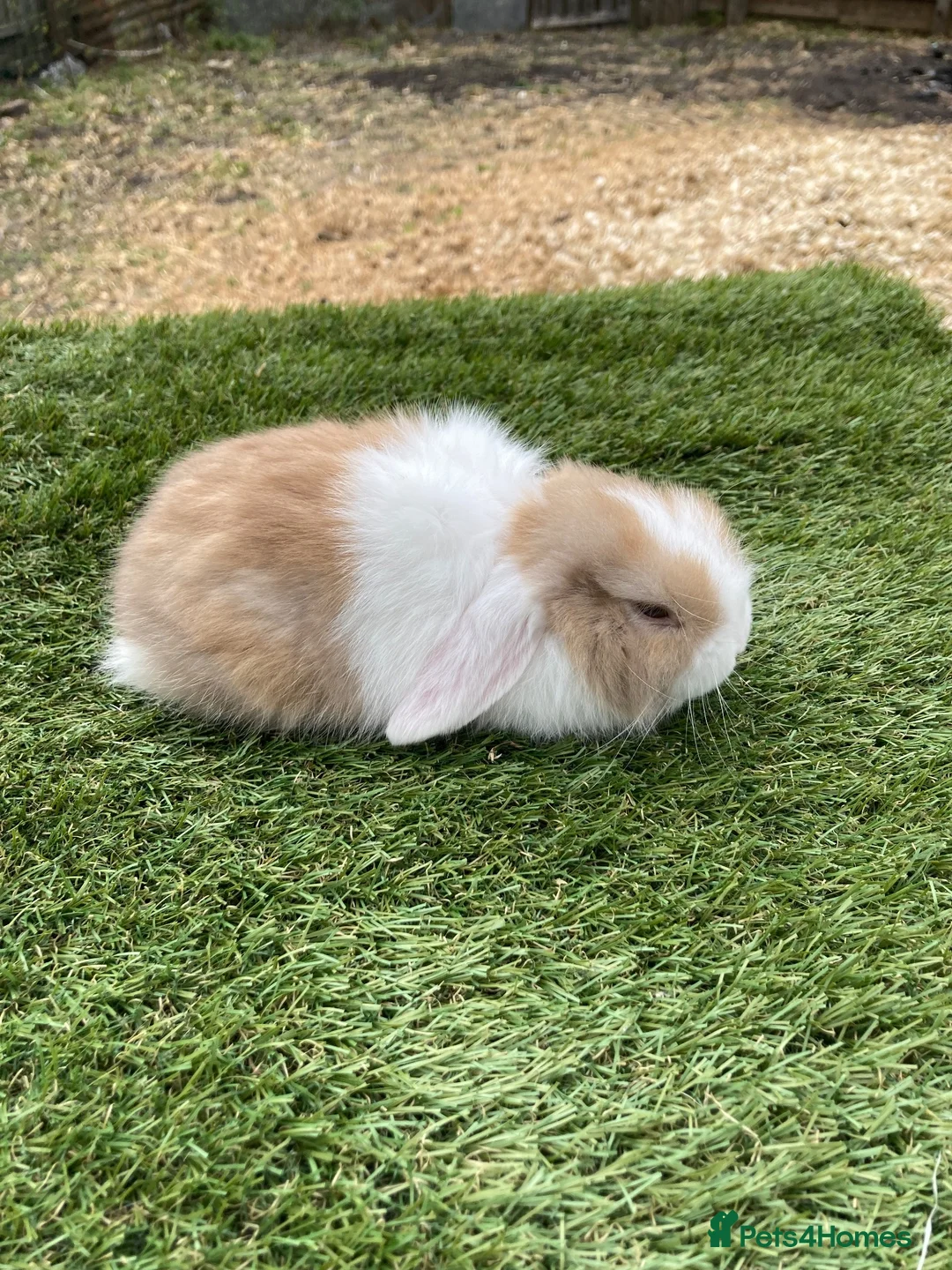Continental Giant rabbits for sale: Purebred mini lops - Advert 2