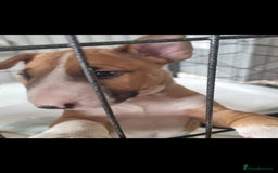 English Bull Terrier dogs for sale: English bull terrier !!! Last boy !!! - Image 35