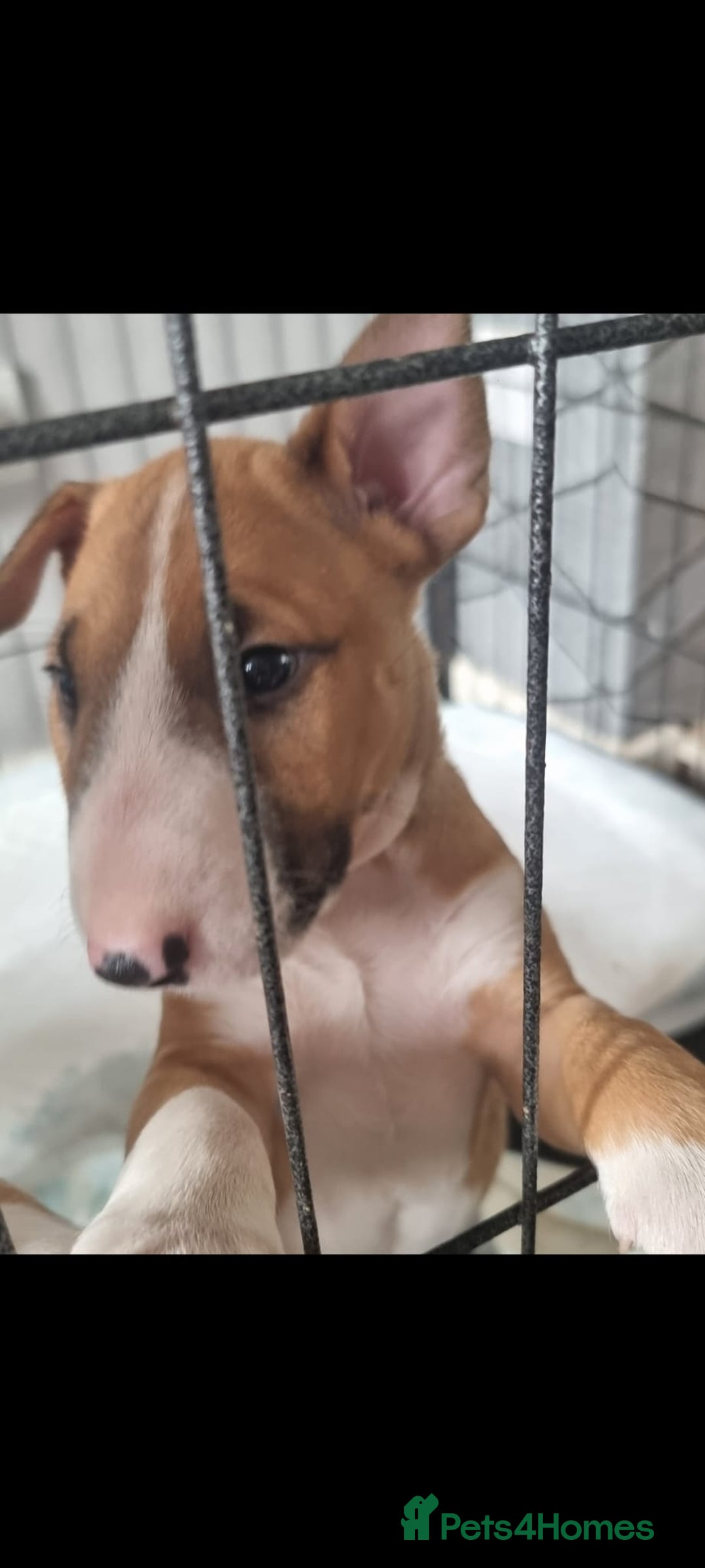 English Bull Terrier dogs for sale: English bull terrier !!! Last boy !!! - Image 35