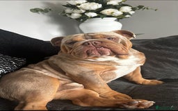 Mixed Breed dogs for sale: 5 beautiful frenchie x English bulldogs for sale  - Image 9