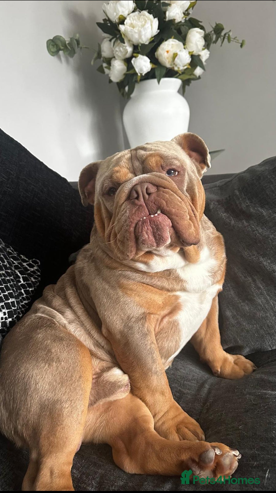Mixed Breed dogs for sale: 5 beautiful frenchie x English bulldogs for sale  - Image 9