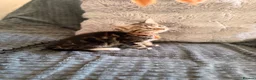 Bengal cats for sale: Bengal mix kittens  in Prestatyn - Advert 5
