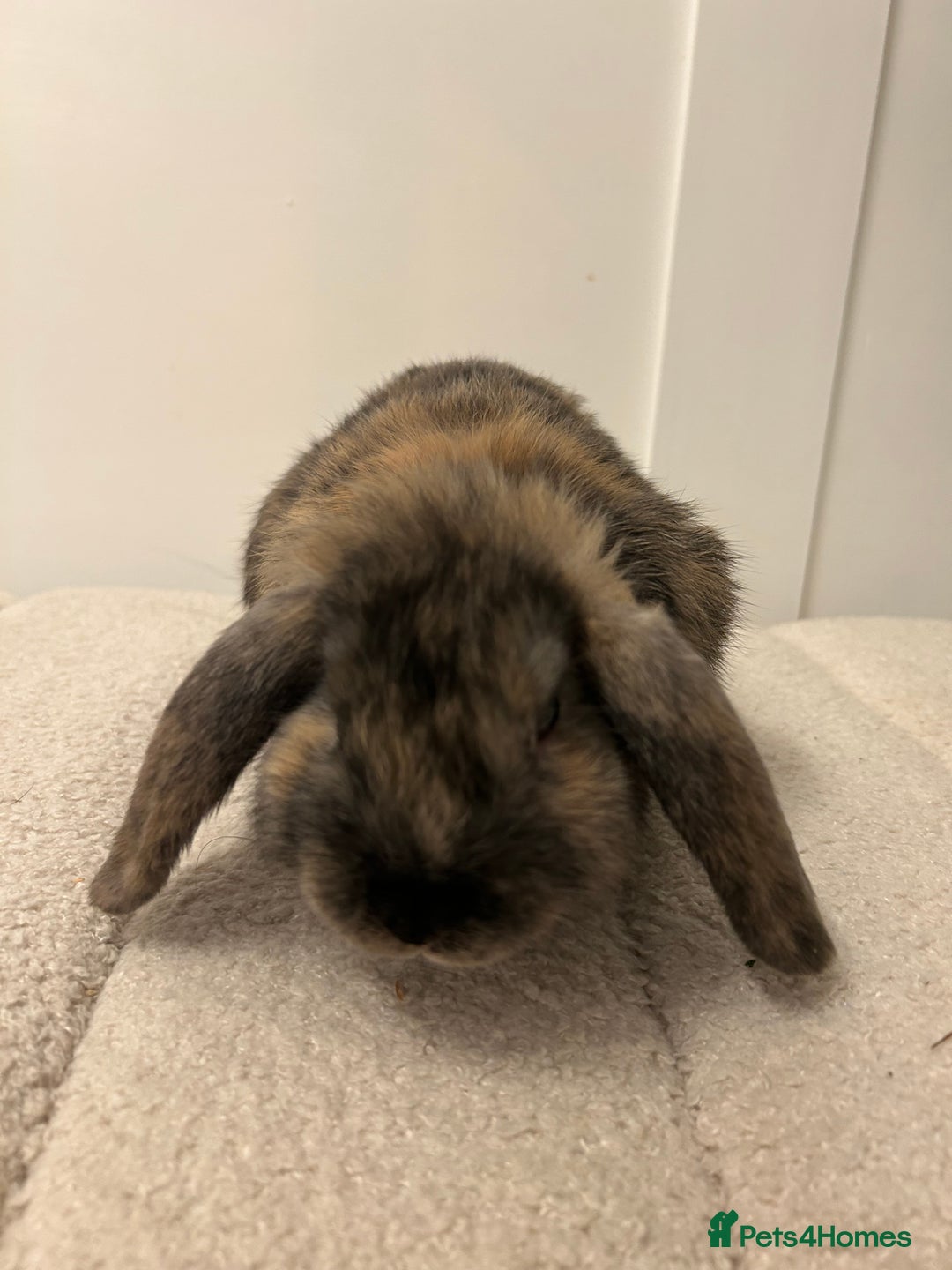 French Lop rabbits for sale: 9 week old lop bunnies . 2 boys left . - Advert 7