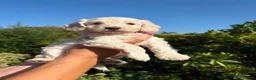 Cockapoo dogs for stud: Stunning Fully Health Tested F2b Cockapoo Proven ! - Advert 4