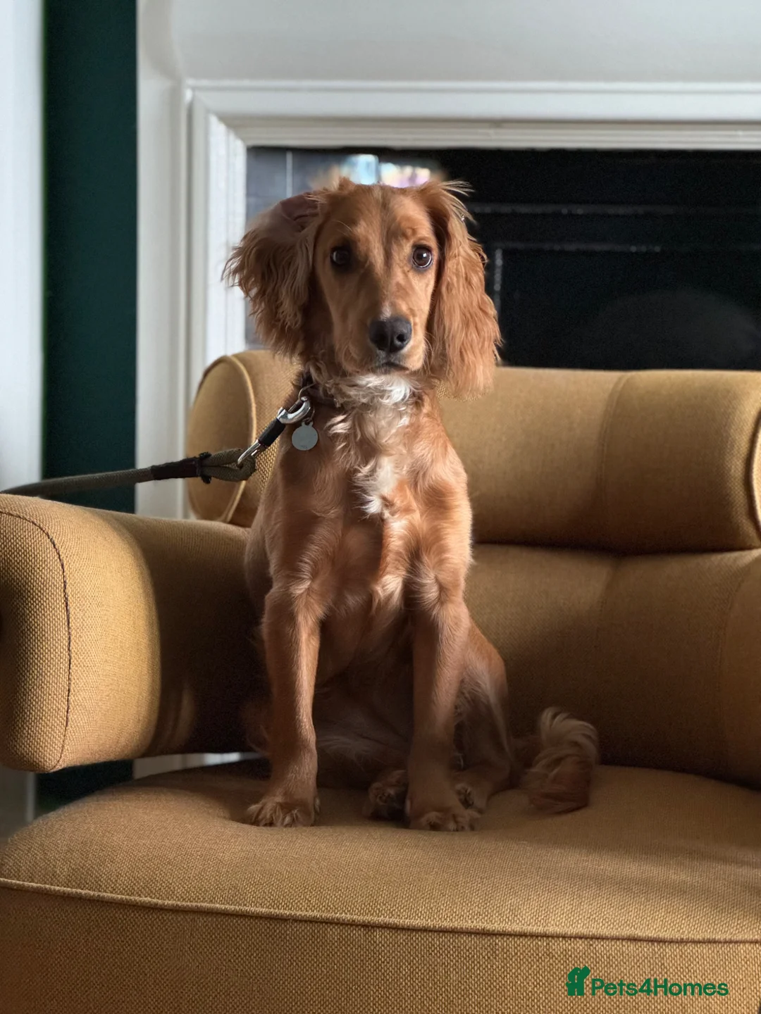 Cocker Spaniel dogs for sale: 8 month working cocker girl in London - Advert 1