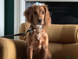 Cocker Spaniel dogs 8 month working cocker girl - Advert 2