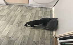 Mixed Breed dogs for sale:  male cane Corso and Staffield bullterrier mix - Image 4