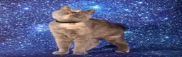 British Shorthair cats for sale: Retired British Shorthaired females available  - Advert 9