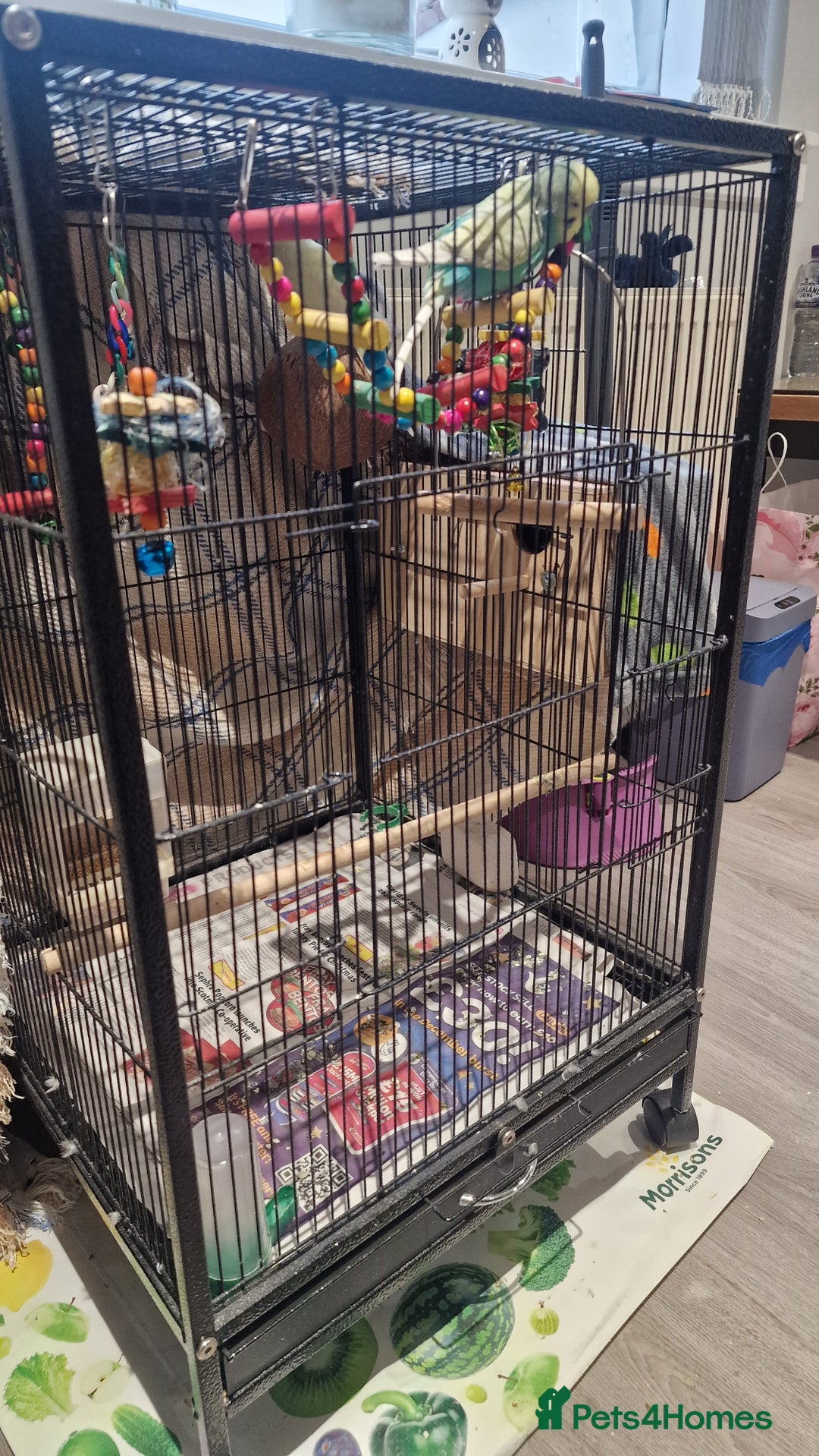 Budgerigars birds for sale: 2 Male Female Breeding Pair Budgies - Advert 3