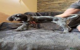 German Wirehaired Pointer dogs for sale: GWP Pups for sale field bloodlines land waterfowl  in Preston - Image 10