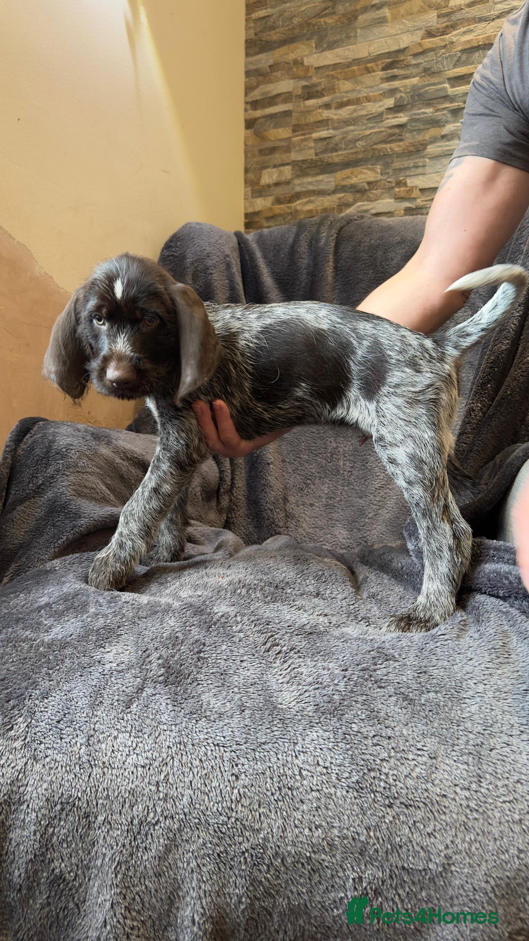 German Wirehaired Pointer dogs for sale: GWP Pups for sale field bloodlines land waterfowl  in Preston - Image 10
