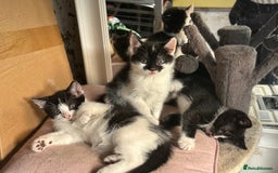Mixed Breed cats for sale: Three kittens  - Image 5