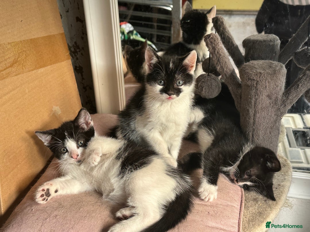 Mixed Breed cats for sale: Three kittens  - Image 5