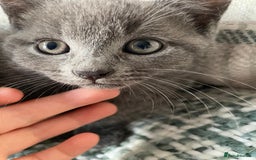 Mixed Breed cats for sale: 3 grey beautiful kittens  - Image 1