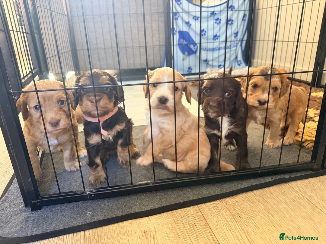 Cockapoo dogs for sale: Beautiful litter of F1B Cockerpoo Puppies - Advert 1