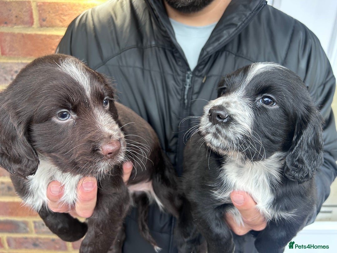 Cocker Spaniel dogs for sale: 2 female beautiful cocker spaniel puppies  - Advert 9
