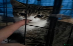 Domestic Shorthair cats for sale: Rescue cats- 20 in total rescued  - Image 4