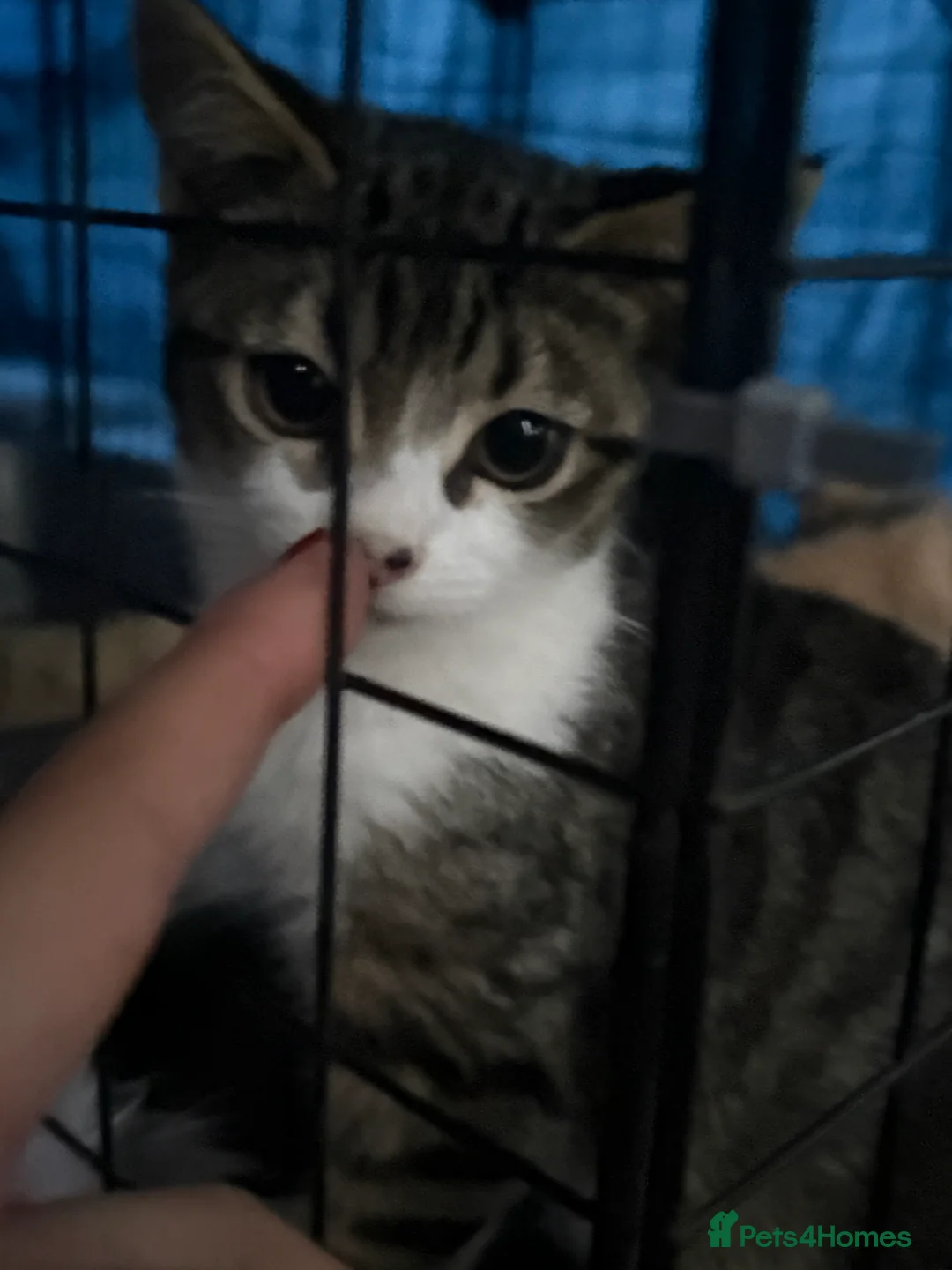 Domestic Shorthair cats for sale: Rescue cats- 60 in total, kittens/ adults🧡🙏 - Advert 23