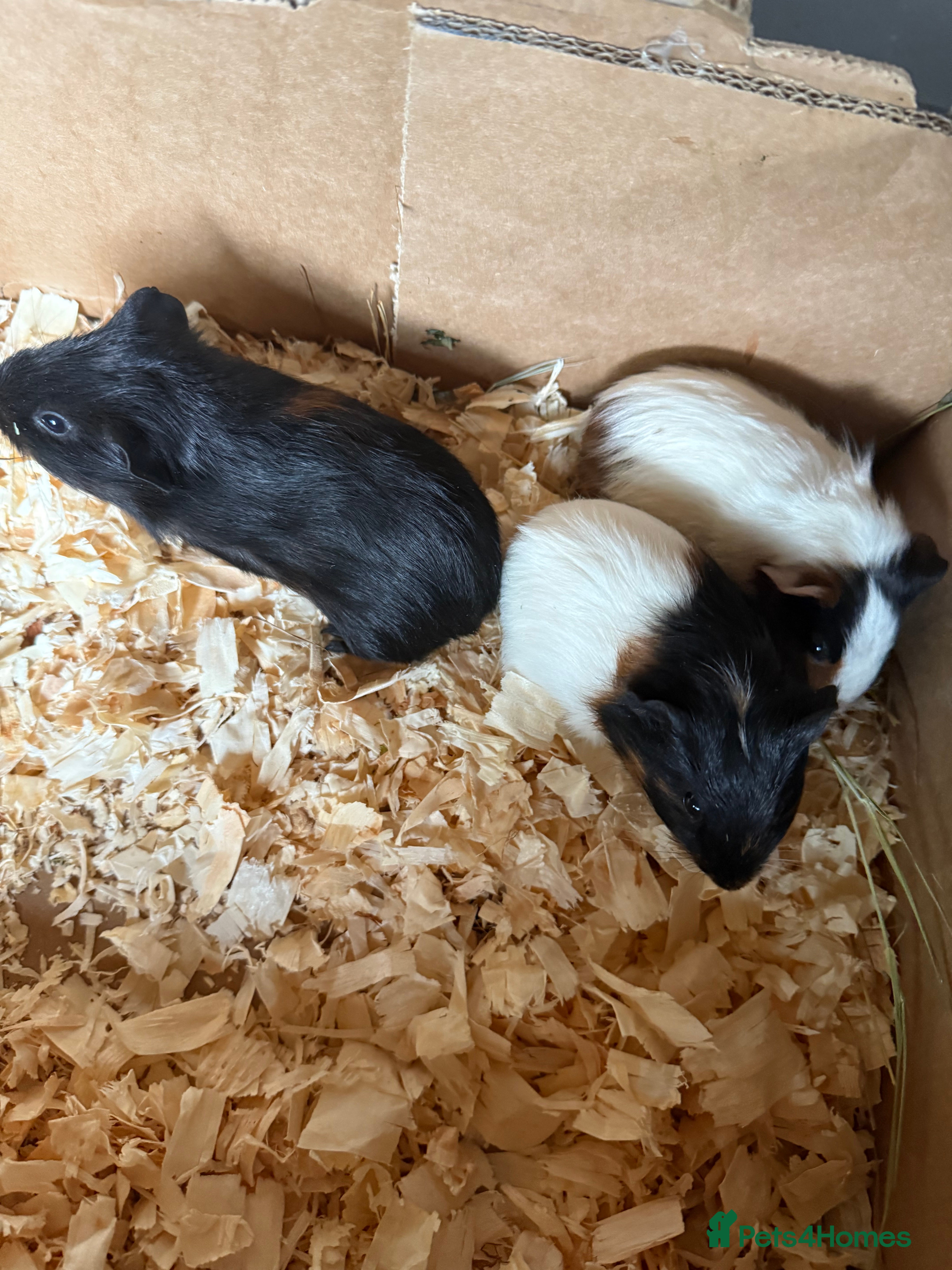 Guinea Pig rodents Baby male guinea pigs  - Advert 8