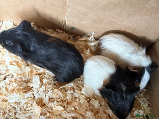 Guinea Pig rodents Baby male guinea pigs - Advert 3