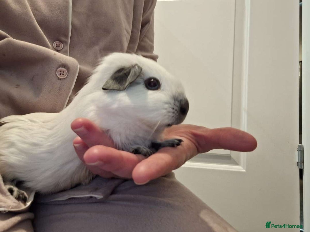 Guinea Pig rodents for sale: Male California guinea pigs 5* homes only  - Advert 2