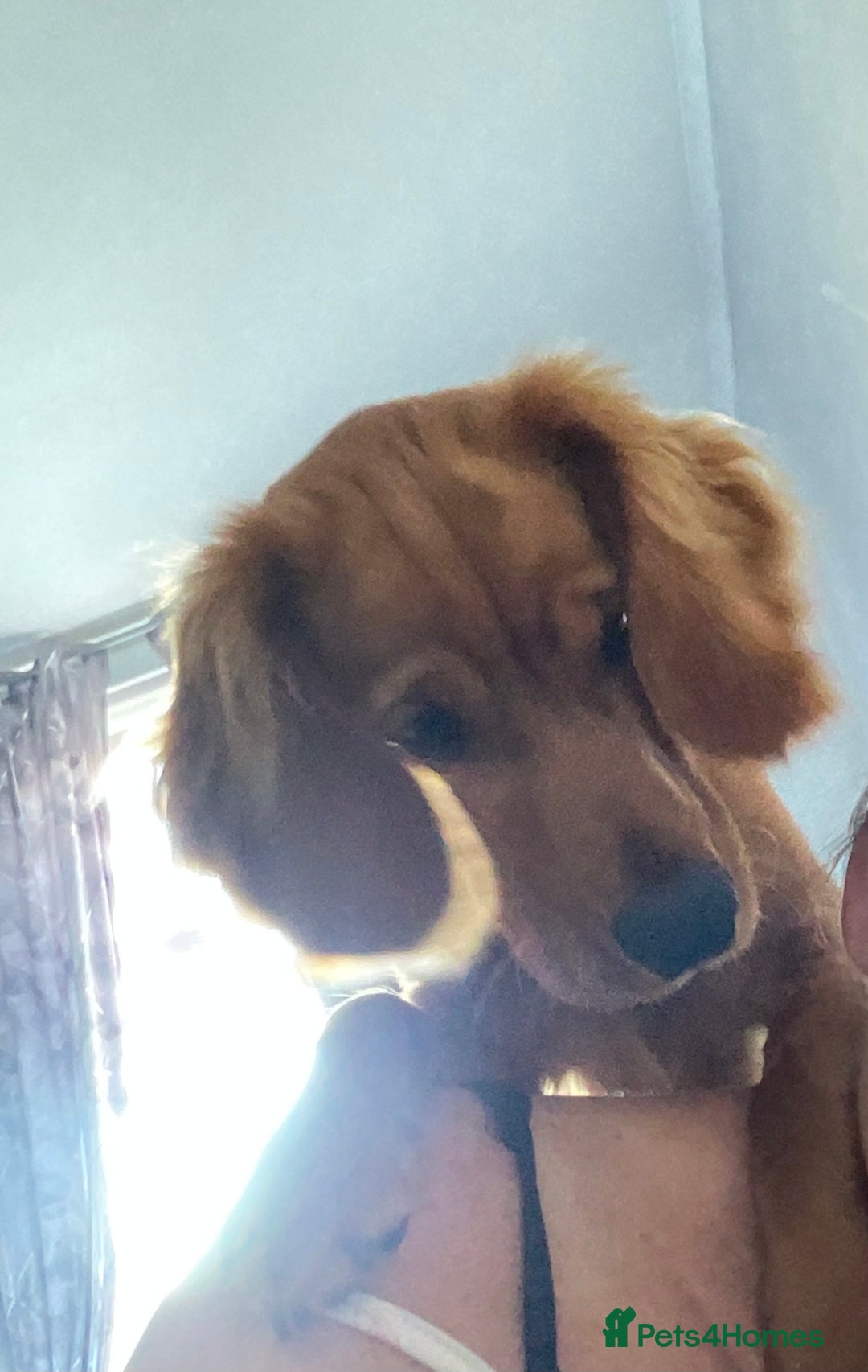 Cockapoo dogs for sale: Rusty  - Image 1