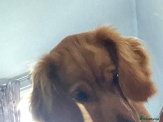 Cockapoo dogs - Advert 9