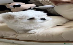 Maltese dogs for sale: Maltese Puppy 2 - 👑Top Quality Full Korean Maltese Boy Ready Now👑  - Image 34