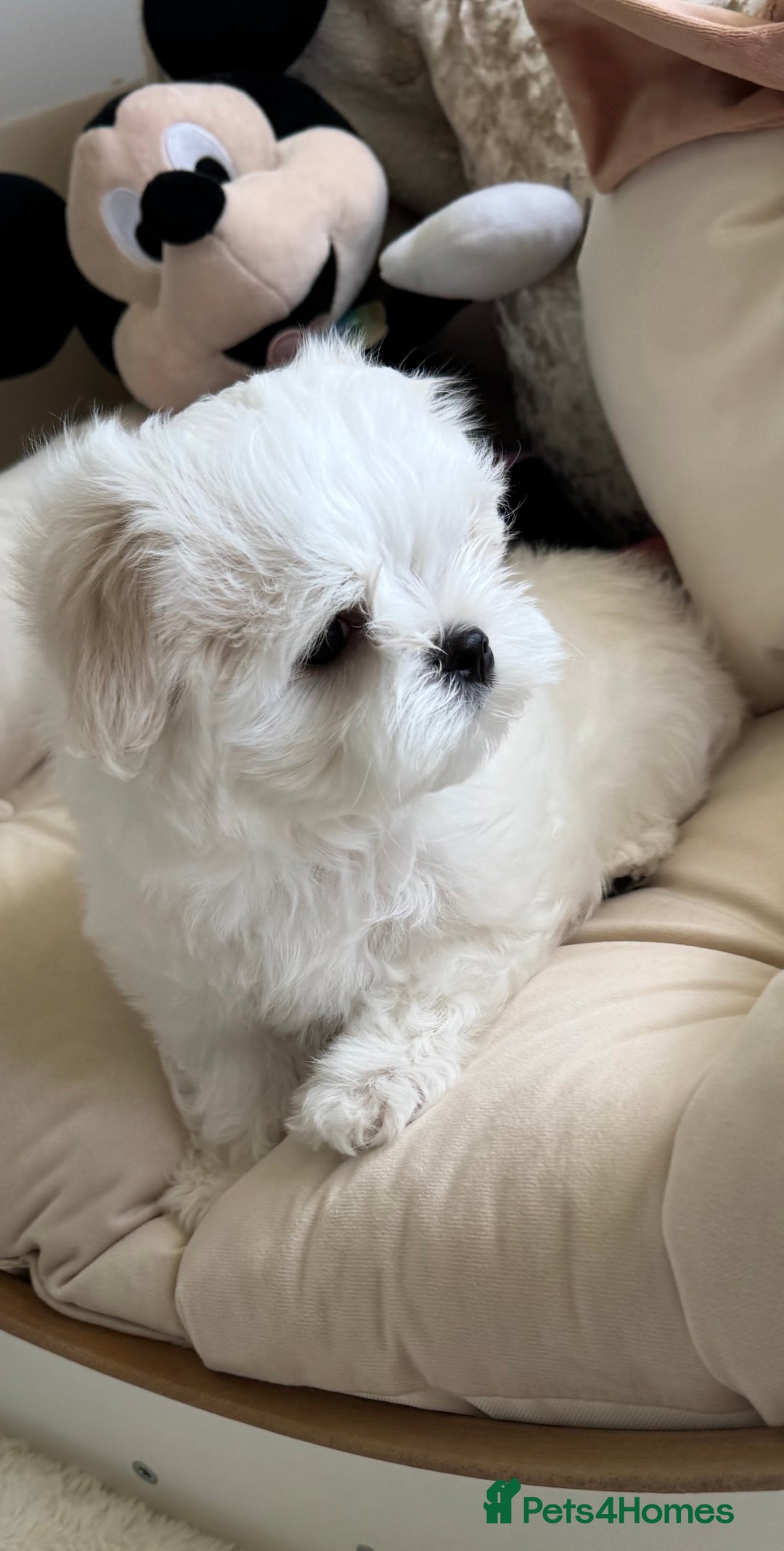 Maltese dogs for sale: Maltese Puppy 2 - 👑Top Quality Full Korean Maltese Boy Ready Now👑  - Image 34