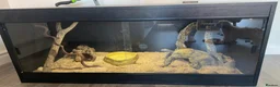 Corn Snake reptiles for sale: Female albino corn snake 4.5ft in Newark - Advert 2