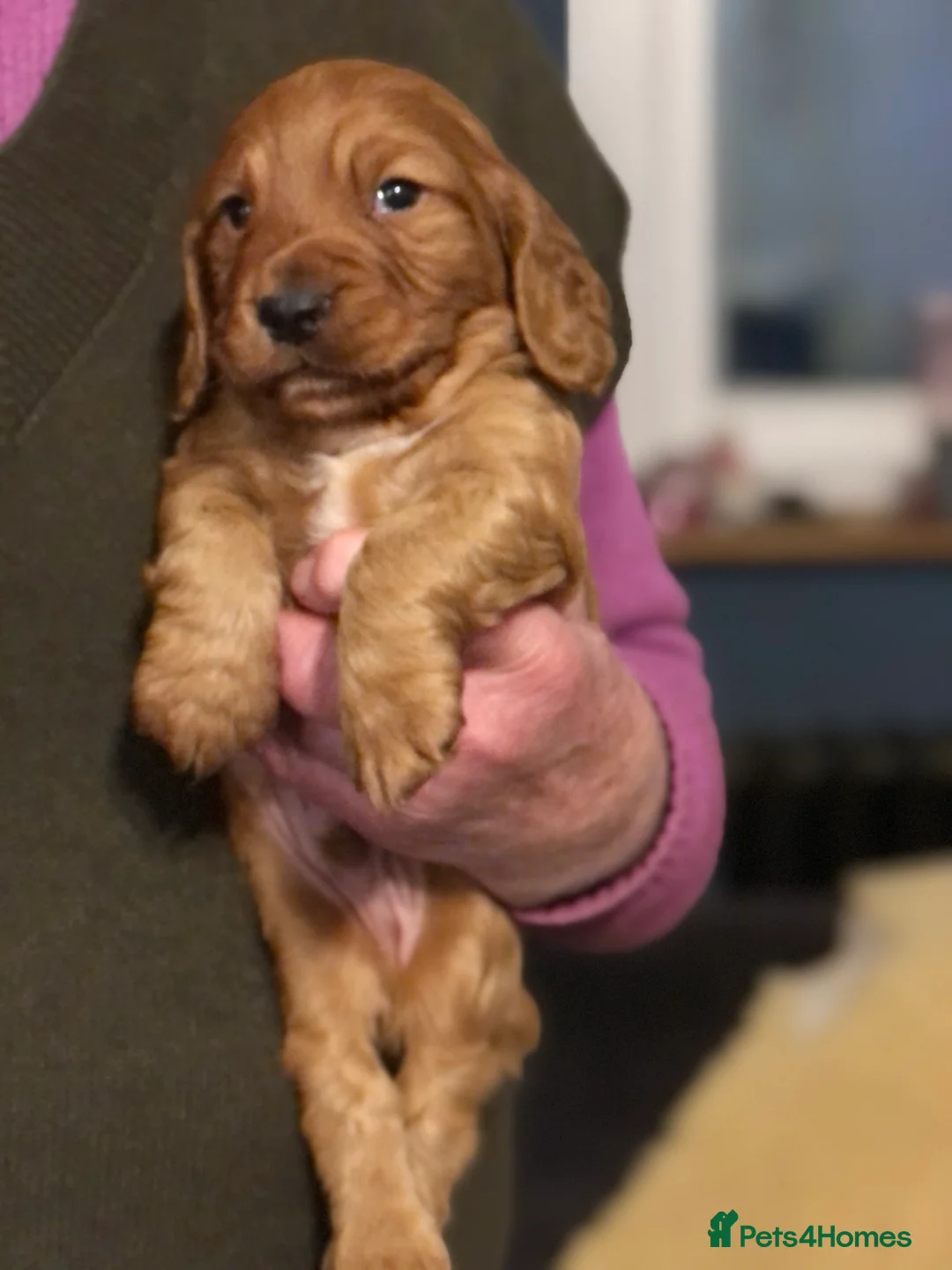 Cocker Spaniel dogs for sale: Cockerspaniel dog puppies - Advert 2
