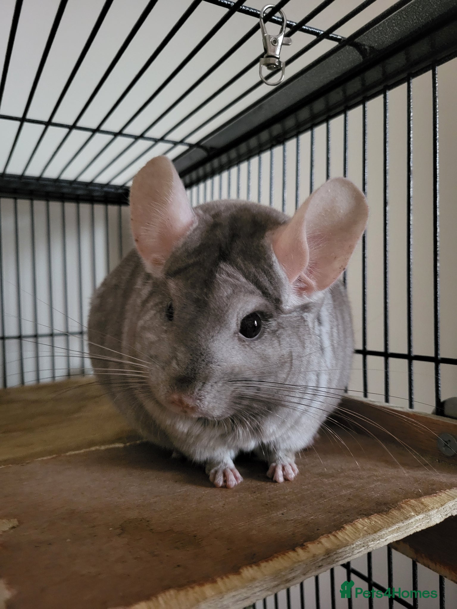 Chinchilla rodents Bonded females - Advert 3