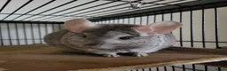 Chinchilla rodents for sale: Bonded females in Telford - Advert 1