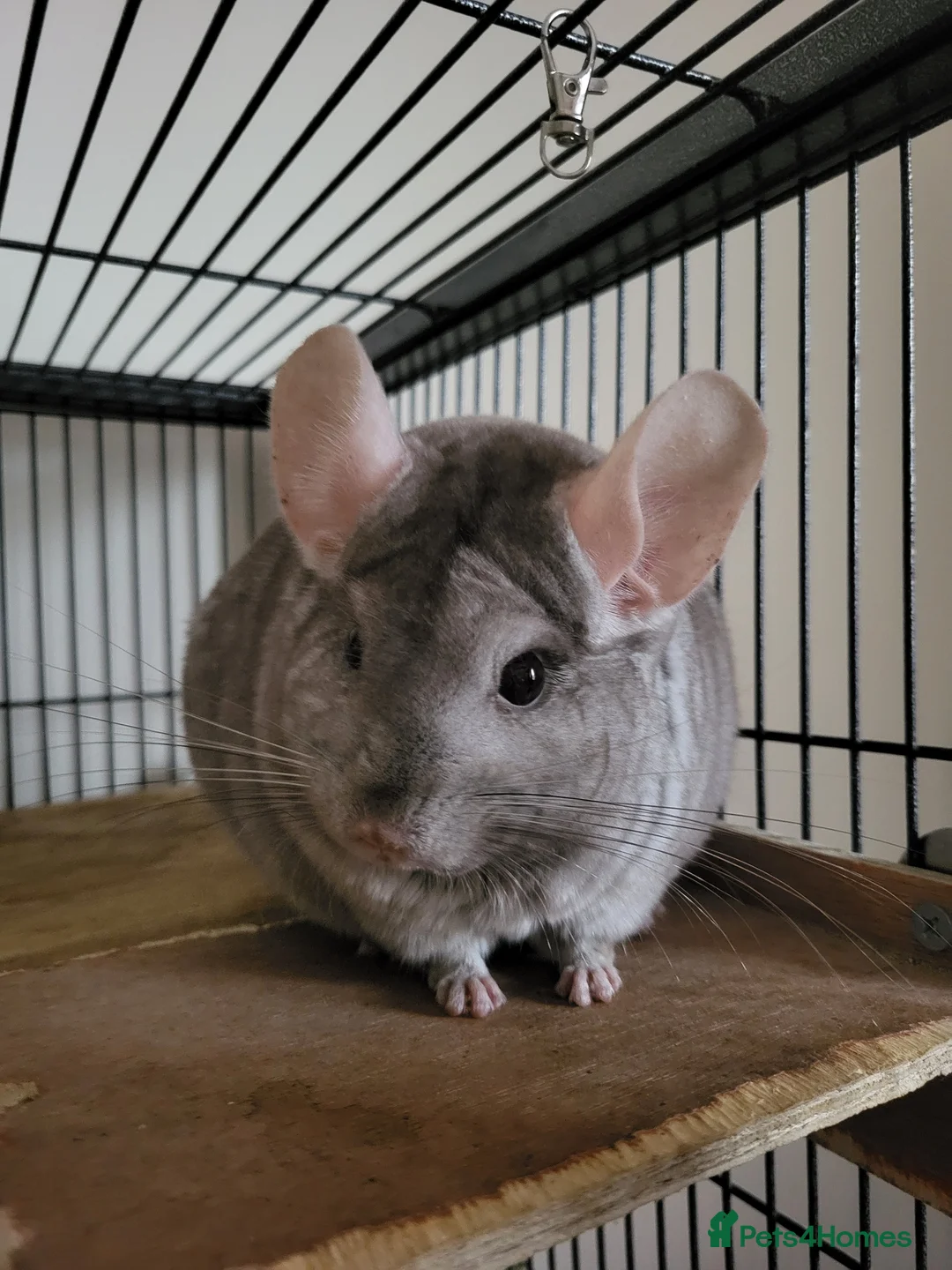 Chinchilla rodents for sale: Bonded females in Telford - Advert 1