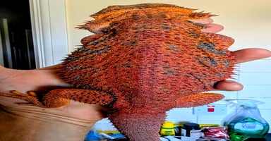 Bearded Dragon reptiles - Advert 10