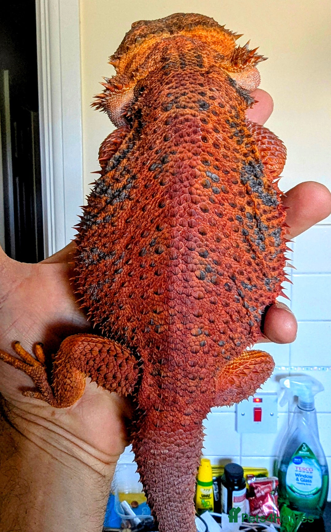 Bearded Dragon reptiles for sale: Extreme Red Half Monster Male - Image 2