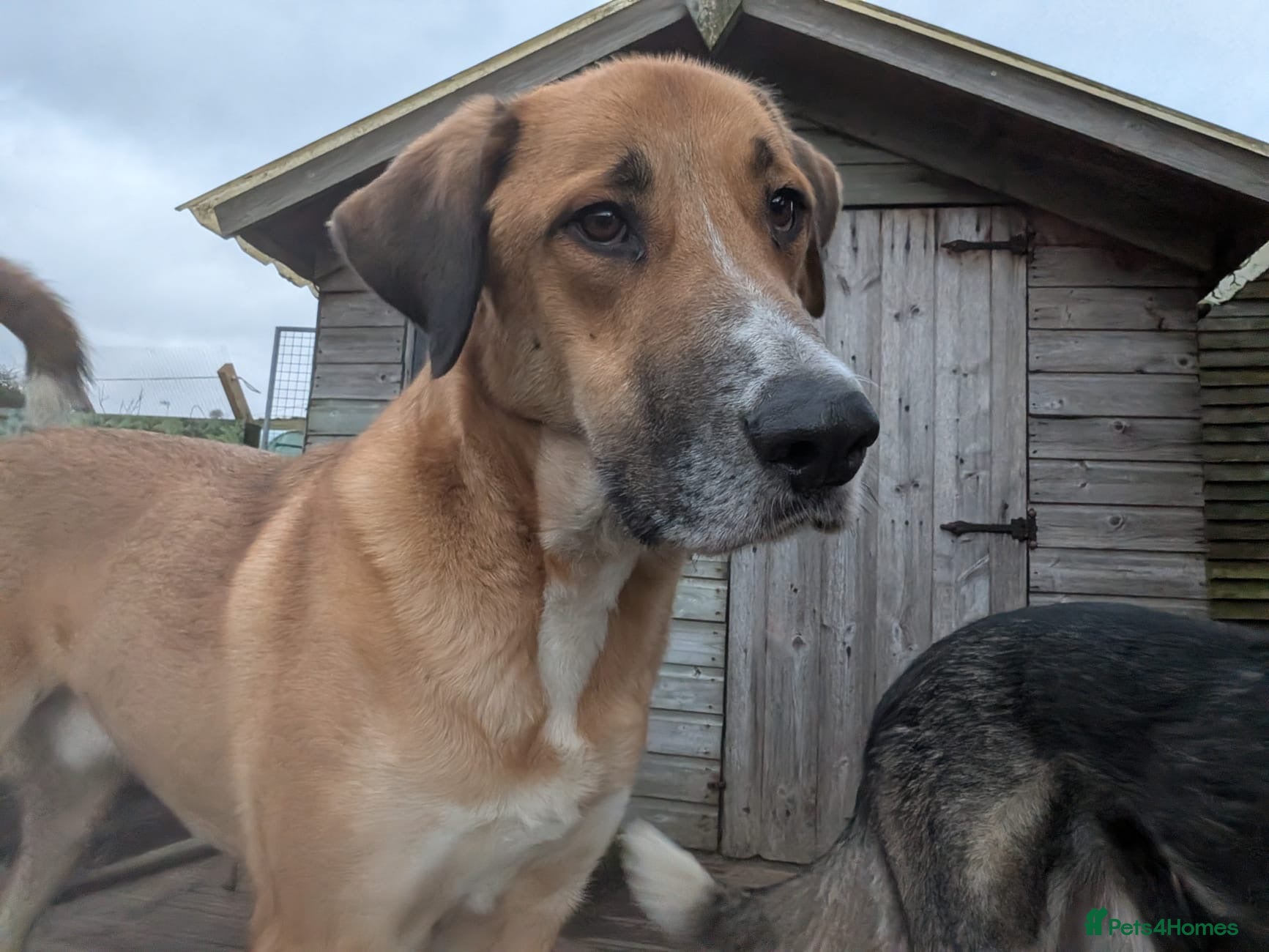 Mixed Breed dogs Stunning Spanish Mastin Dizzy - Advert 1