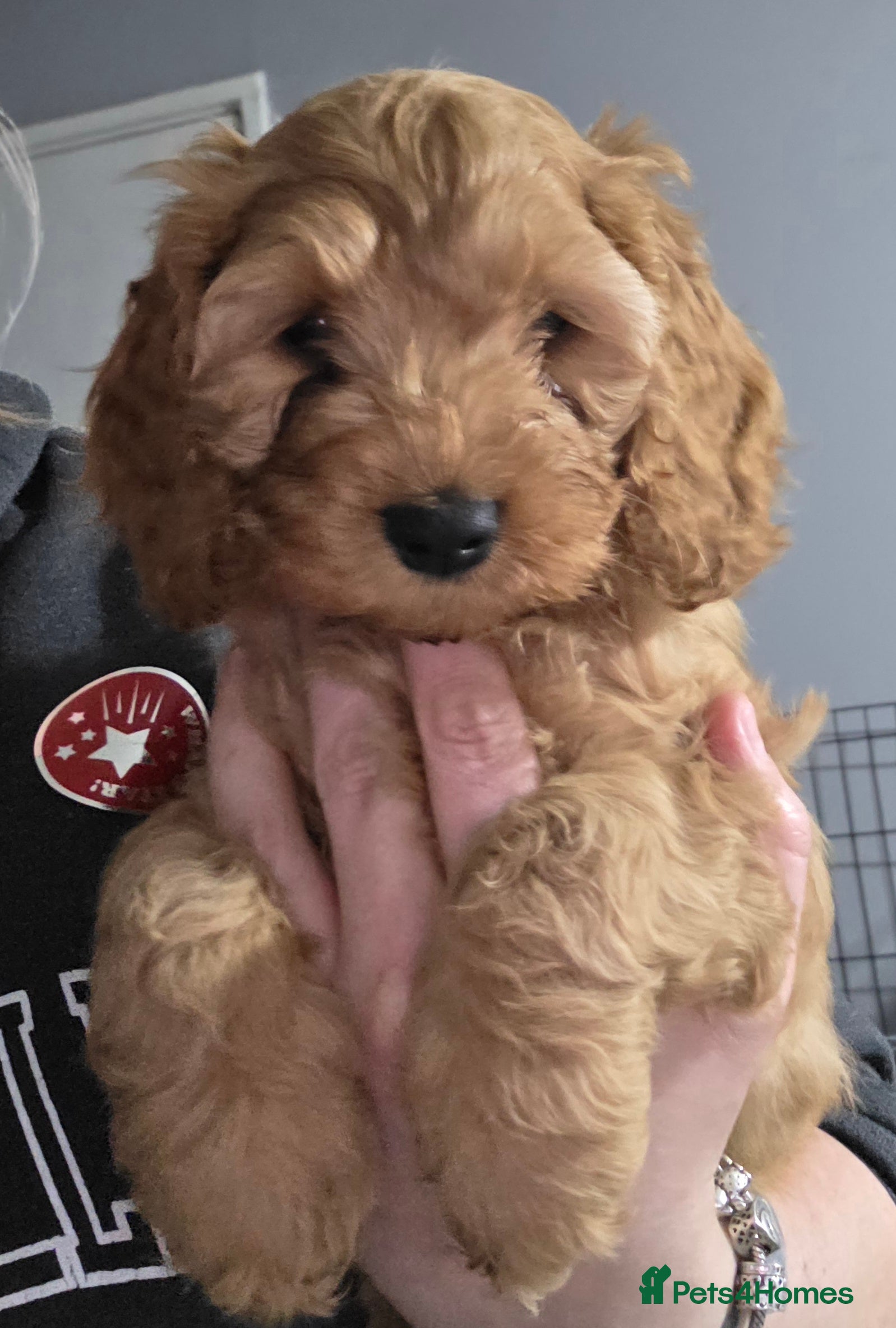 Cockapoo dogs **READY TO GO**LAST PUP **Cockerpoo Puppies F2 - Advert 11