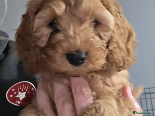 Cockapoo dogs **READY TO GO**LAST PUP **Cockerpoo Puppies F2 - Advert 11