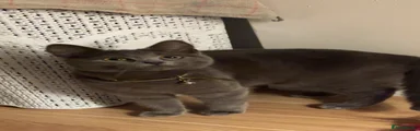 Russian Blue Kitten 2