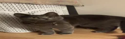 Russian Blue cats for sale: Beautiful Mother & Daughter russian blues - Advert 9