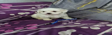 Bichon Frise 3